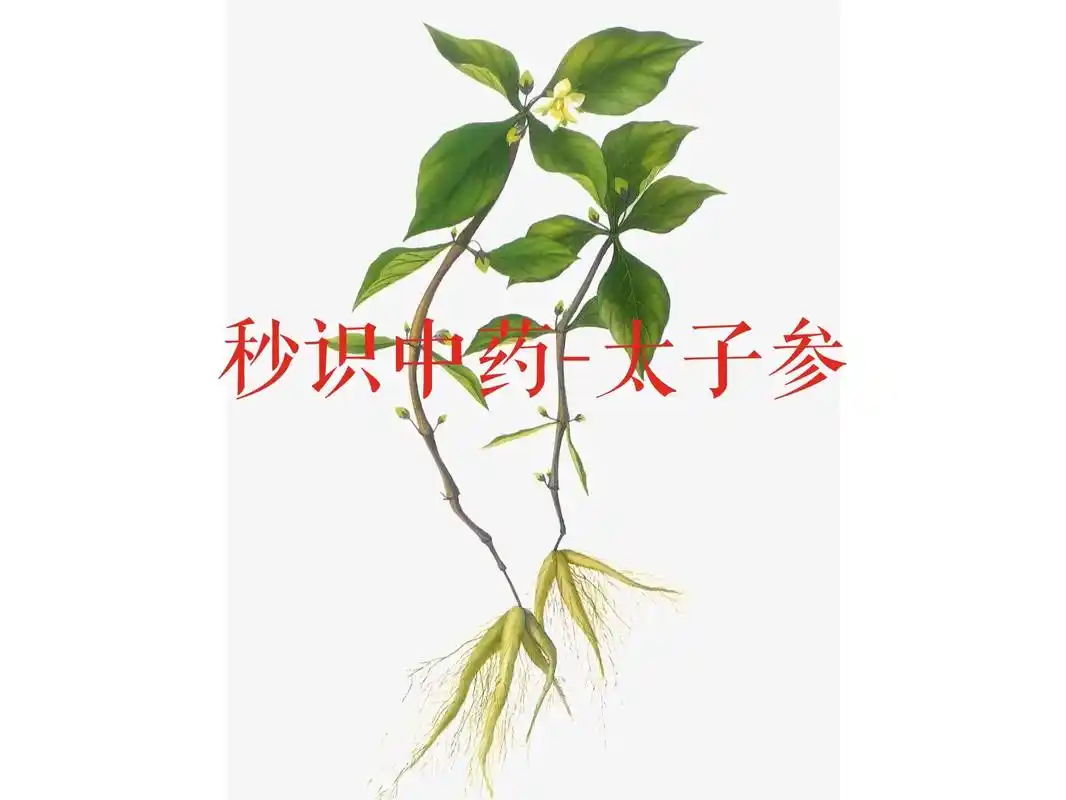太子参来源于石竹科植物孩儿参的干燥块 - 抖音