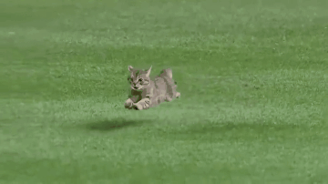 猫误入比赛场地,猫:你玩不起,你个小垃圾,你没有实力!