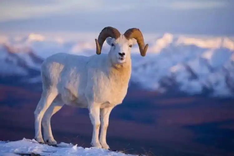 羊肉- 热门商品专区