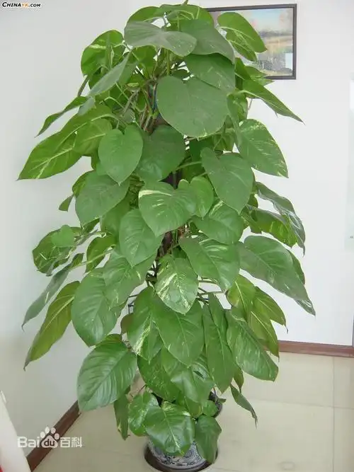 叶子大,吊在空中的植物叫什么