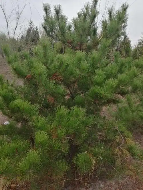 马尾松竞如孔雀开屏那么漂亮!