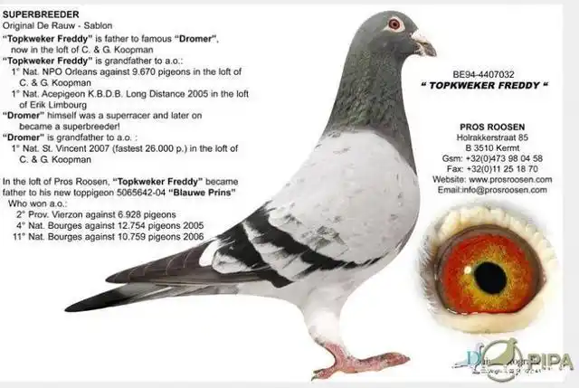 收藏~这是关于赛鸽名家福雷迪范西兄弟最齐全的资料!