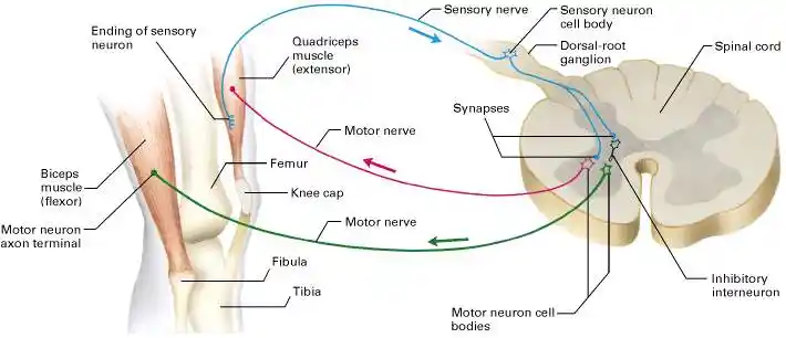 膝跳反射对人类生存的意义是什么