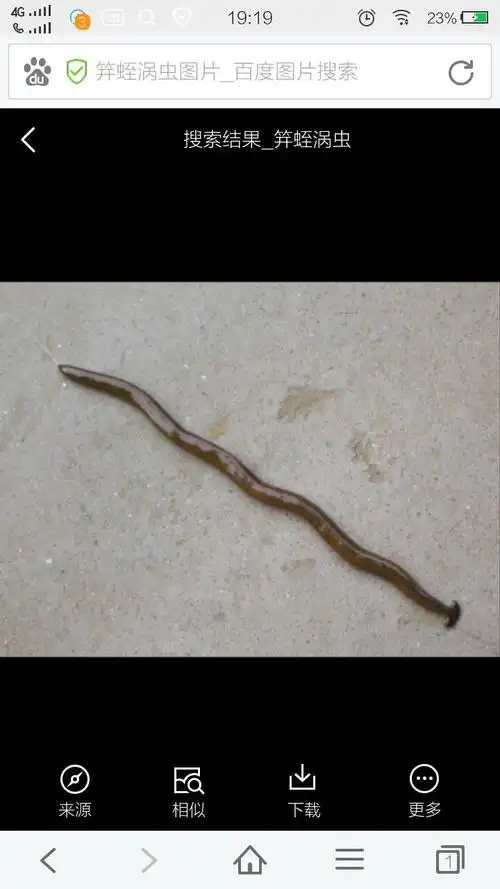 展开全部 笄蛭涡虫 笄蛭涡虫多生活在阴暗潮湿的地方,如砖石块下