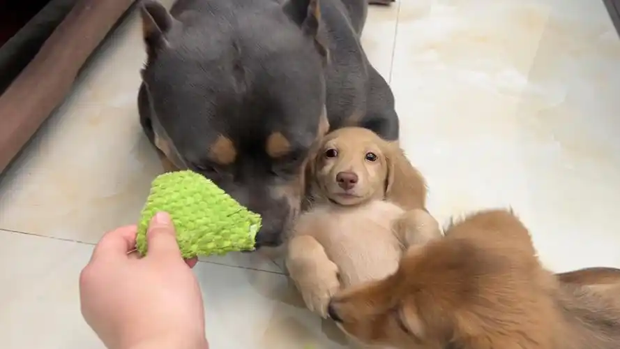 这回是把耳朵咬掉了04#啥时候成为网红狗 #我的小狗真的好像个小