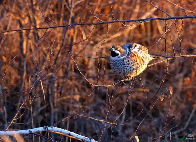 花尾榛鸡串个门