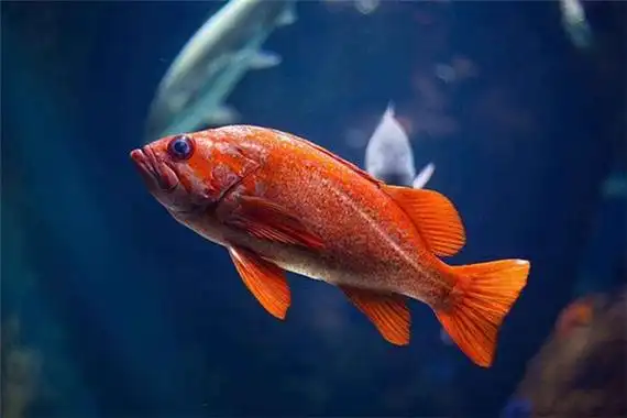 周公解梦,周公解梦大全查询周公解梦 梦见红鱼_周公解梦梦到红鱼是