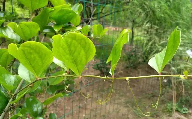 《浙江民间草药》注明可治关节风湿痛:菝葜,活血龙,山楂根各15~25克.