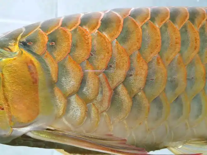 锯齿状鳞片造成原因