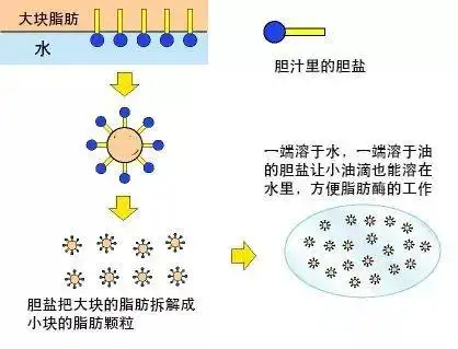 乳化消化吸收利用龙昌胆汁酸帮您实现油脂的降本增效附817肉鸡使用