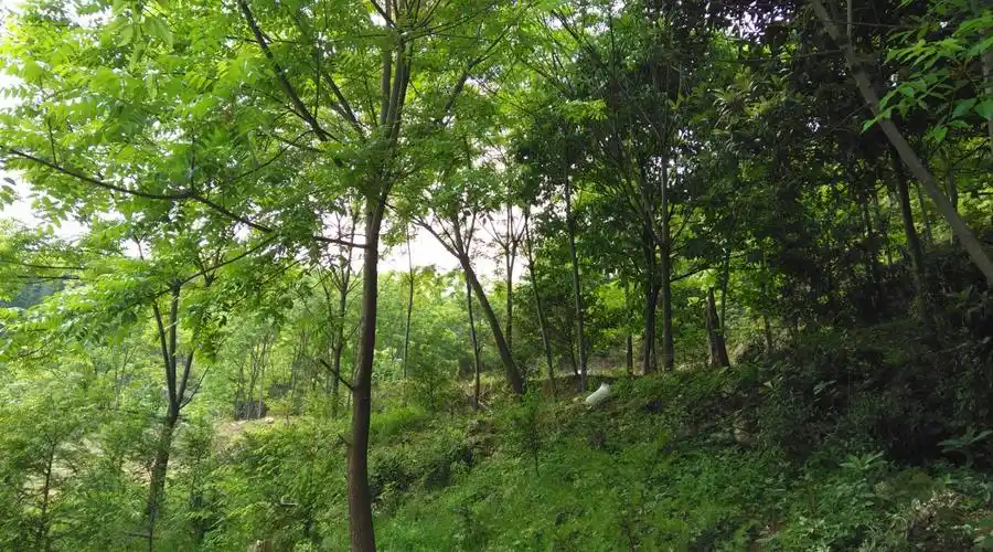 这里曾经是生我养我的地方,多少回魂牵梦萦的故乡,如今却杂木丛生