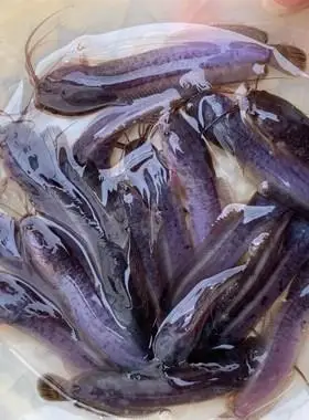 本地塘角鱼养殖革胡子鲶超好淡水