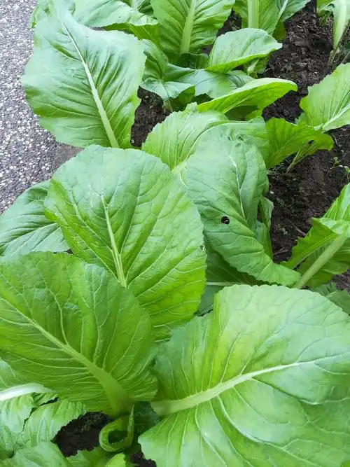 餐中佳肴话芥菜