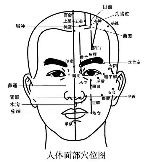 人体头部穴位图