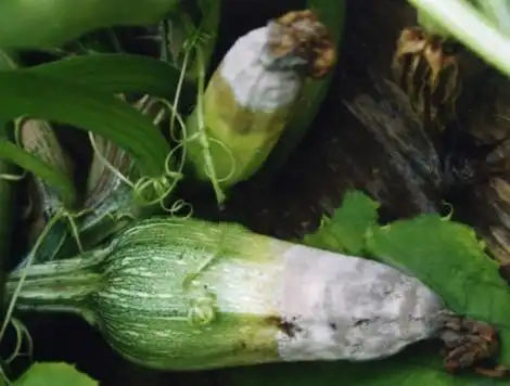 西葫芦灰霉病识别与防治