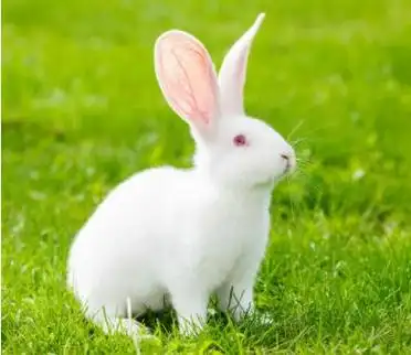 兔子品种之中国白兔以产肉多和繁殖快著称