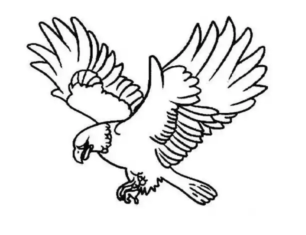 老鹰的简笔画最新画法 老鹰怎么画