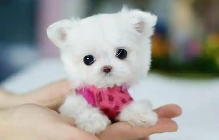 【转载】可爱的茶杯狗