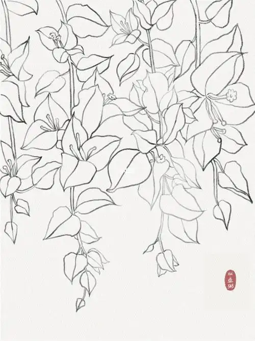 水彩花卉|附线稿·三角梅