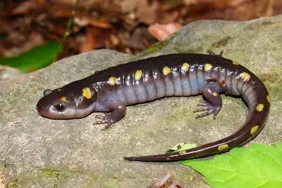 蝾螈是娃娃鱼吗