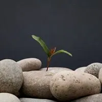 代表坚强的微信头像图片点击鼠标右键下载