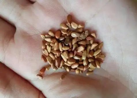 玫瑰花种子什么时候种植最好