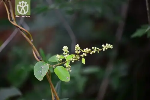勾儿茶(berchemia sinica) (0).jpg 相邻时间拍摄的照片    31张
