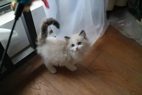 布偶海双蓝双重点双色找家