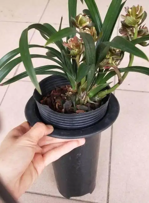 养墨兰不用愁,只要学会"这几招",再用点小玩意,就能轻松搞定