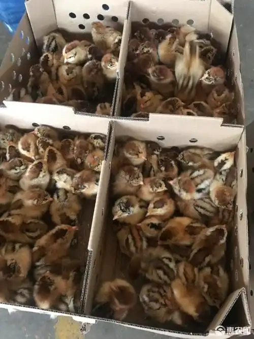 良凤花鸡苗 统货