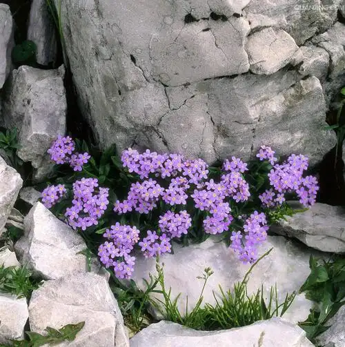 紫色勿忘我小花