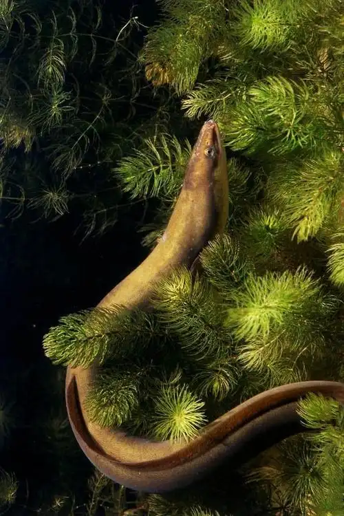 鳗鲡目·鳗鲡科:欧洲鳗鲡