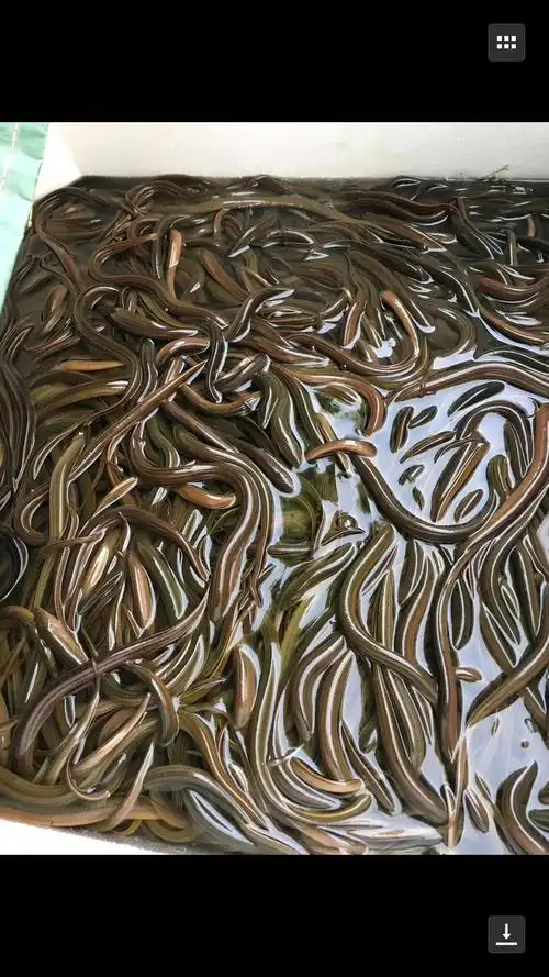 [草鱼苗批发] 草鱼苗,规格齐全货到付款送货上门量大从优,云南贵州