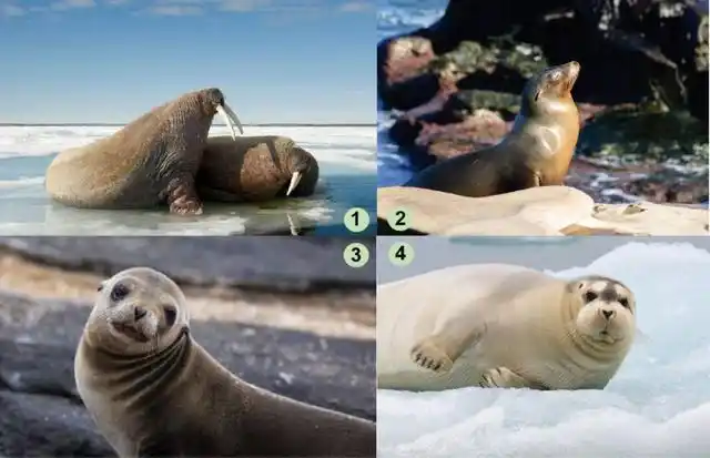 你能分清海狮海豹海象海狗吗