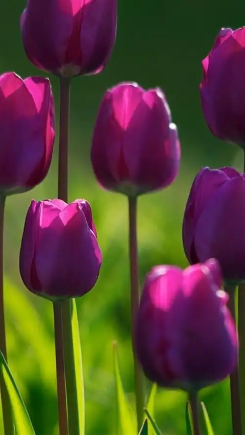 一些紫色郁金香,绿色背景 iphone 壁纸