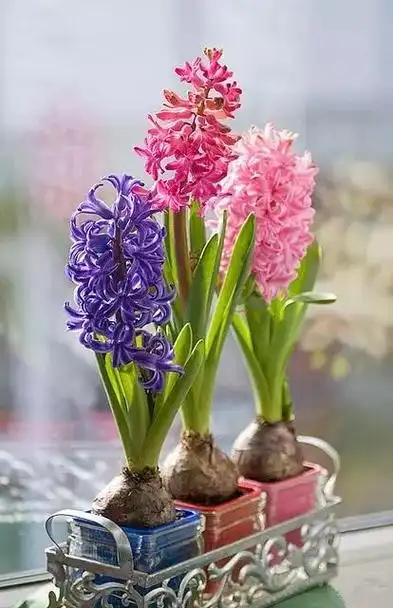 3种洋葱花喝点水就开花又香又娇艳严寒才开花