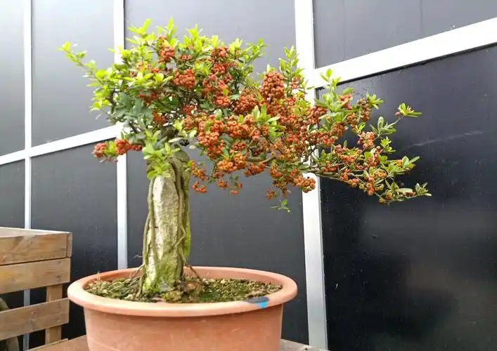 火棘生桩怎么快速发根保湿发根有技巧多久可以养胚成熟桩