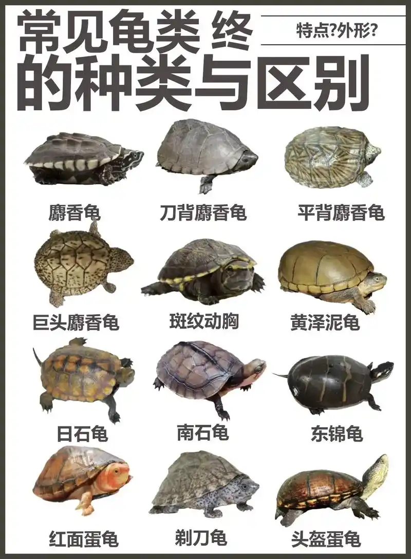 常见龟类的种类与区别(终) bgm—nobody(调音版) - 抖音