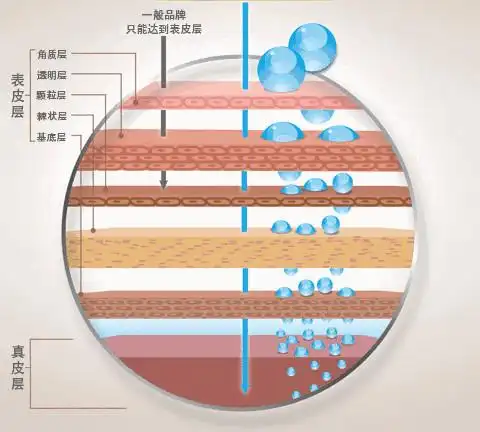图所示,这6种不同分子大小的玻尿酸,可以分别渗透进入:角质层,透明层