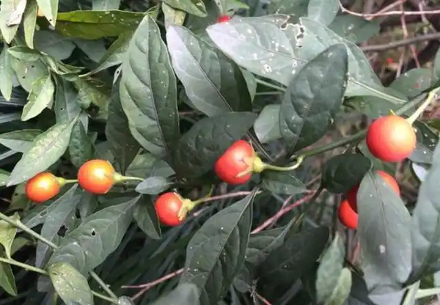 但其实,珊瑚樱虽然有毒,却还是也有着一些药用价值的.