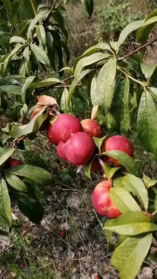 野桃长的也挺好!