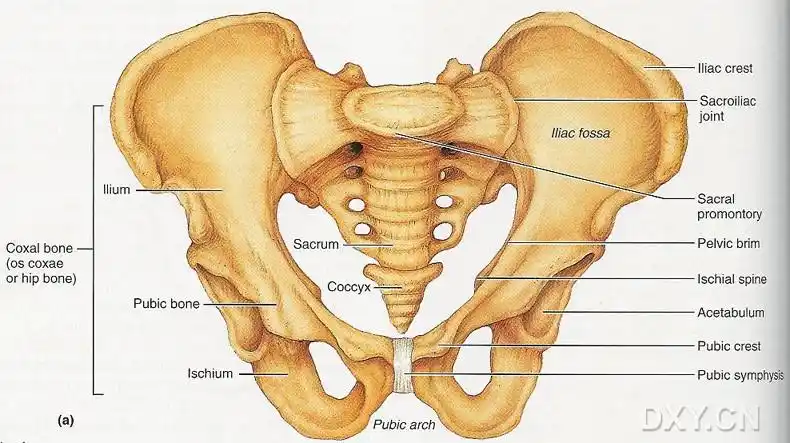 【请教】请大家提供女性骨盆解剖图片,谢谢!