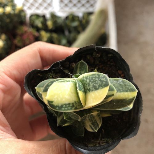 卧牛百合科 鲨鱼掌 子宝 厚叶多肉植物盆栽防辐射