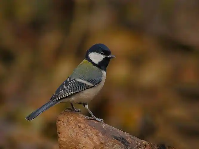 大山雀图片鸟类山雀大山雀