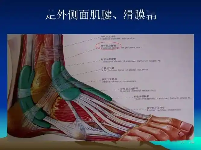 踝关节外侧韧带急性损伤的mri表现