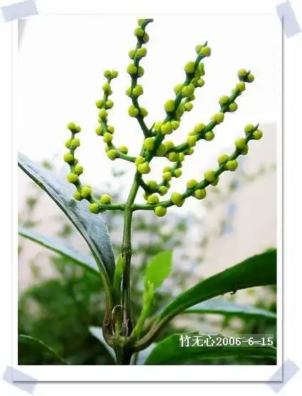 珠兰的花语是什么