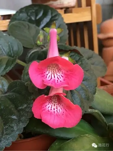 七月 迷岩静静开