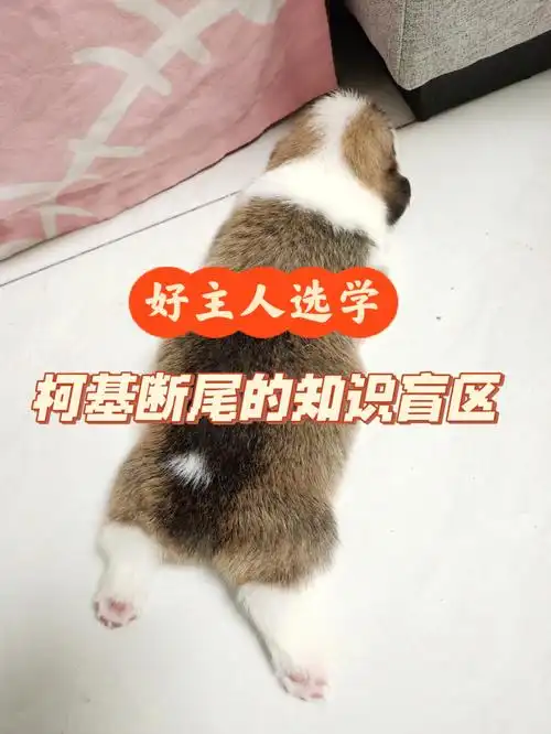 技术贴|给柯基宝宝断尾,做对这些才能省心
