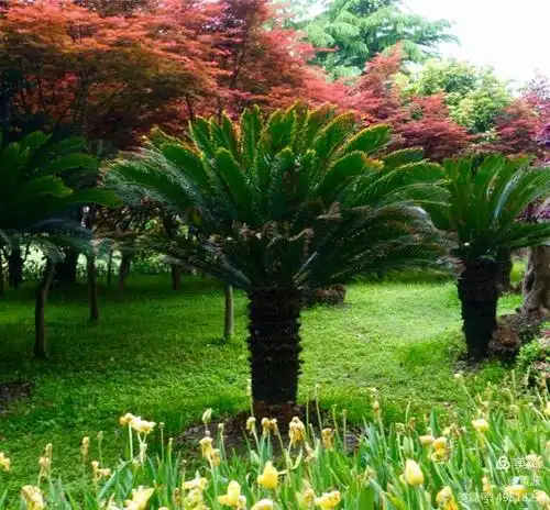 难得一见的大型金边铁树