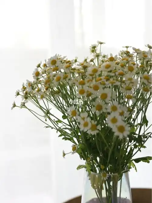 日常插花日系风满满小雏菊